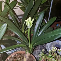 八重咲の交配クンシランを種から育てる｜そだレポ（栽培レポート