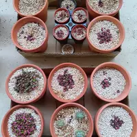 アナカンプセロスコンプトニーを種子から育てる｜そだレポ（栽培