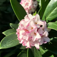 沈丁花ページ② 楽天市場】沈丁花（苗物｜ガーデニング・農業）：花・ガーデン・DIYの通販