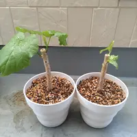 ウンベラータのそだレポ（植物の栽培記録、育て方レポート