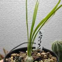 トックリラン・切り戻し〜発芽〜成長まで｜そだレポ（栽培レポート）by