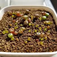 リトープス4種類を種から育てる｜そだレポ（栽培レポート）by和風