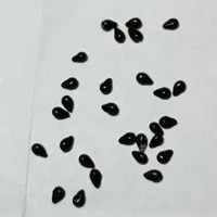 妖狐の名を持つクジャクサボテン『白狐の精』｜そだレポ（栽培レポート