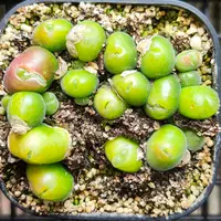 メセン系の種まき｜そだレポ（栽培レポート）bysaita｜みんなの趣味の園芸