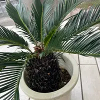 全く知識のない人の蘇鉄メンテナンス：2 〜子株〜｜そだレポ（栽培