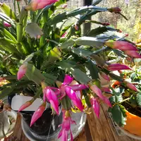 ゆくはし植物園 | 今季も入荷してきましたよ 花を楽しむサボテン