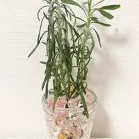 10本のラベンダーの挿し木に挑戦 何本育つかな?|そだレポ 10本のラベンダーの挿し木に挑戦 何本育つかな?|そだレポ