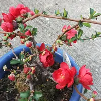 草ボケ（シドミ）盆栽を作っています。｜そだレポ（栽培レポート