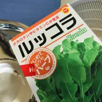 ルッコラはじめました｜そだレポ（栽培レポート）byみんと116