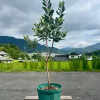 フェイジョアの香りを楽しめるまで｜そだレポ（栽培レポート）byま