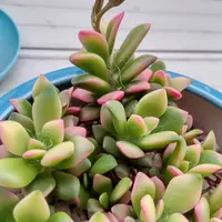 アナカンプセロスコンプトニーを種子から育てる｜そだレポ（栽培