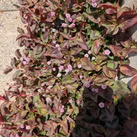 ポリゴナム｜そだレポ（栽培レポート）by楓ちゃん｜みんなの趣味