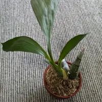 黒いタケノコ蘭Fdk.アフターダークブラックパール｜そだレポ（栽培