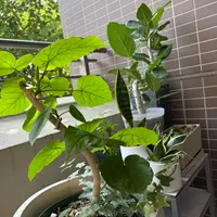 ウンベラータのそだレポ（植物の栽培記録、育て方レポート