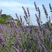 10本のラベンダーの挿し木に挑戦 何本育つかな？｜そだレポ（栽培