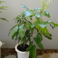 ライチ。取り木。玉荷包。鉢ごと無料で発送致します。 Amazon.co.jp