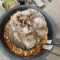 亀甲竜。ゴツゴツの塊根ができますように｜そだレポ（栽培レポート