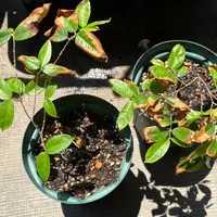 ジャボチカバ　小葉種　着花はじめ 花友さんに知恵を借りながら、ジャボチカバに挑戦｜そだレポ（栽培