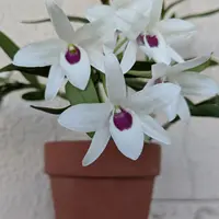 大明セッコク、タイミンセッコクの根です｜そだレポ（栽培レポート）by