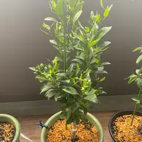鉢植えの不知火｜そだレポ（栽培レポート）byれいん｜みんなの趣味の園芸