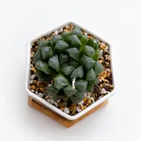 🐸蛙玉🐸の成長記録｜そだレポ（栽培レポート）byボル｜みんなの趣味の園芸
