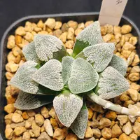🐸蛙玉🐸の成長記録｜そだレポ（栽培レポート）byボル｜みんなの趣味の園芸