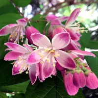 銅葉ウツギ｜そだレポ（栽培レポート）byみーば｜みんなの趣味の園芸