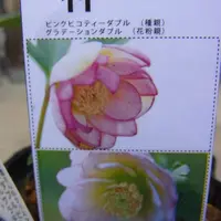 クリスマスローズ 大和園のそだレポ（植物の栽培記録、育て方