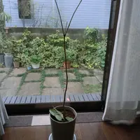 タベブイア（ピンクイペー）｜そだレポ（栽培レポート）by賢狼