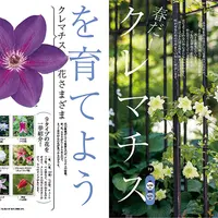 地を這う怠けもの『極姫サルスベリ（百日紅）』｜園芸日記