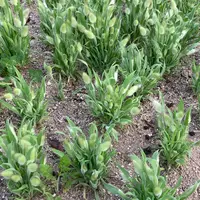 ラグラスとは｜育て方がわかる植物図鑑｜みんなの趣味の園芸