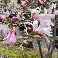 マグノリアの写真｜植物図鑑｜みんなの趣味の園芸
