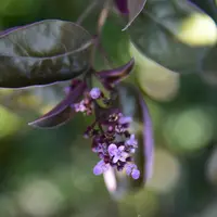 セイヨウニンジンボクとは｜育て方がわかる植物図鑑｜みんなの趣味の