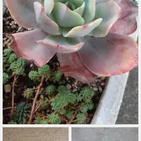 タニラーのみなさま、こんばんは。何年も前に育てていた多肉植