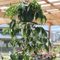 クレマチス挿し穂⭐お好きな番号 コメントに入れて下さい(*^^*) クレマチスの挿し木【その3】挿す｜園芸日記by金子 明人｜みんなの趣味