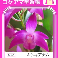 最小のタイミンセッコクの栽培記録です。｜そだレポ（栽培レポート）by 