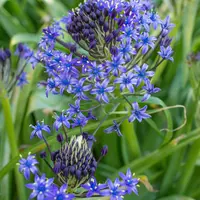 シラーベルビアナの花を見たい。(*^^*)｜そだレポ（栽培レポート