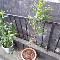 ジャボチカのそだレポ〔2ページ目〕（植物の栽培記録、育て方