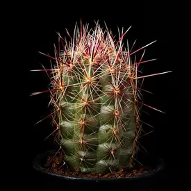 アガベ・ユタエンシス・エボリスピナの基本情報・育て方｜多肉植物