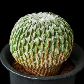 アストロフィツムストロンギロゴナムの基本情報・育て方｜多肉植物