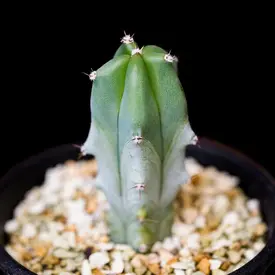 アガベ・ユタエンシス・エボリスピナの基本情報・育て方｜多肉植物