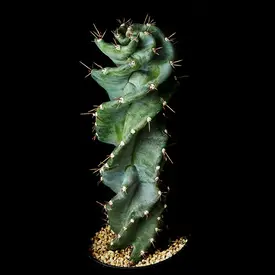 西山喬先生のこと｜園芸日記by京都府立植物園｜みんなの趣味の園芸｜130930