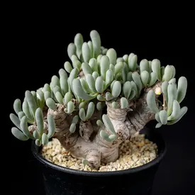 根や茎が肥大（コーデックス）の一覧（種類）｜多肉植物・サボテン図鑑