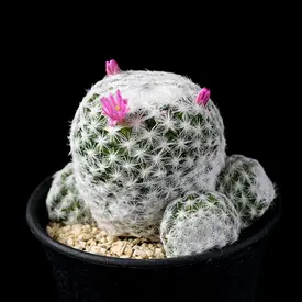 【希少】マミラリアクルシゲラ 国内実生 塊根植物 サボテン 希少】マミラリアクルシゲラ 国内実生 塊根植物 サボテン