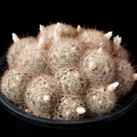 マミラリアの一覧（種類）｜多肉植物・サボテン図鑑｜みんなの