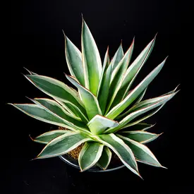 アガベ  リュウゼツラン 交配種 アガベ交配種（マケルベヤナ×ウタエンシス）F2 2号ロングポット