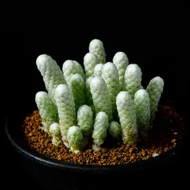 多肉植物、塊根類など写真全部 根や茎が肥大（コーデックス）の一覧（種類）｜多肉植物・サボテン図鑑