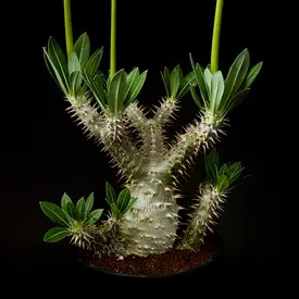 パキポディウム属の一覧（種類）｜多肉植物・サボテン図鑑