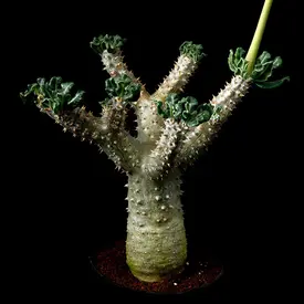 パキポディウム属の一覧（種類）｜多肉植物・サボテン図鑑｜みんなの