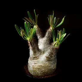 新着パキポデュウム品種不明株 パキポディウム属の一覧（種類）｜多肉